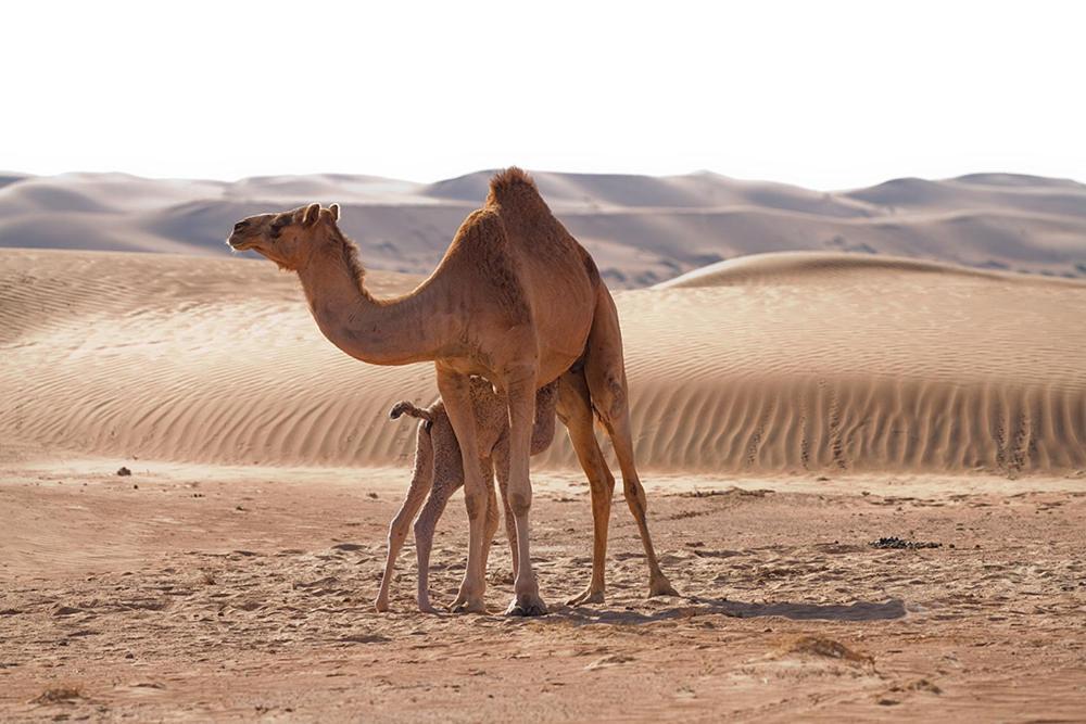 Desert Retreat Camp Al Wāşil Kültér fotó